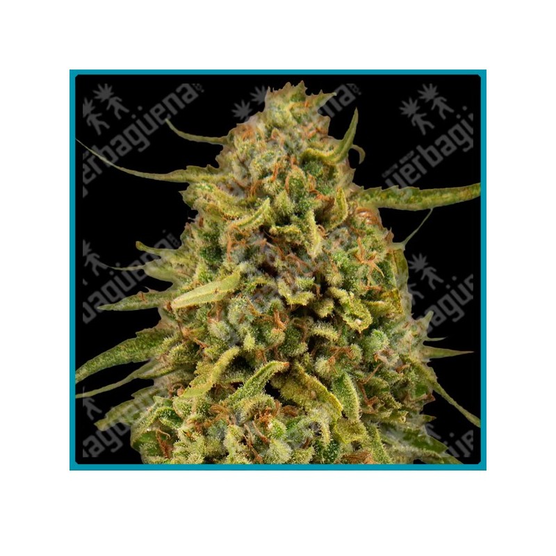 Widow remedy - regular strain ( Tijuana Sativa x Kerala India x Afghan ) de Barney's farm seeds