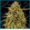 Widow remedy - regular strain ( Tijuana Sativa x Kerala India x Afghan ) de Barney's farm seeds
