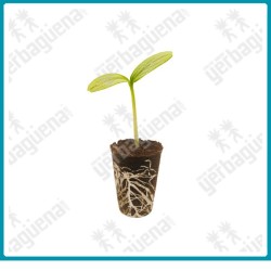 Dry plug bag de pluginpro