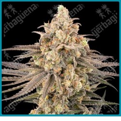 Frosted Grapes XXL ( Modified Grapes x Mazar(Nevil) ) de Sensi seeds
