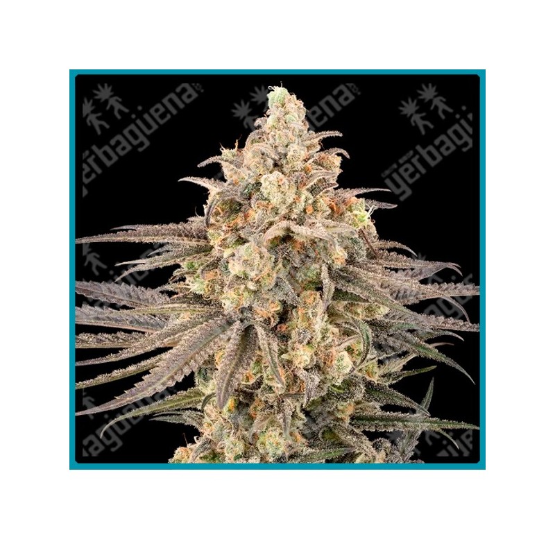 Frosted Grapes XXL ( Modified Grapes x Mazar(Nevil) ) de Sensi seeds