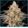 Frosted Grapes XXL ( Modified Grapes x Mazar(Nevil) ) de Sensi seeds