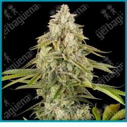 Tangie Jungle Juice ( Mandarin Punch x Screwdriver OG ) de Sensi seeds
