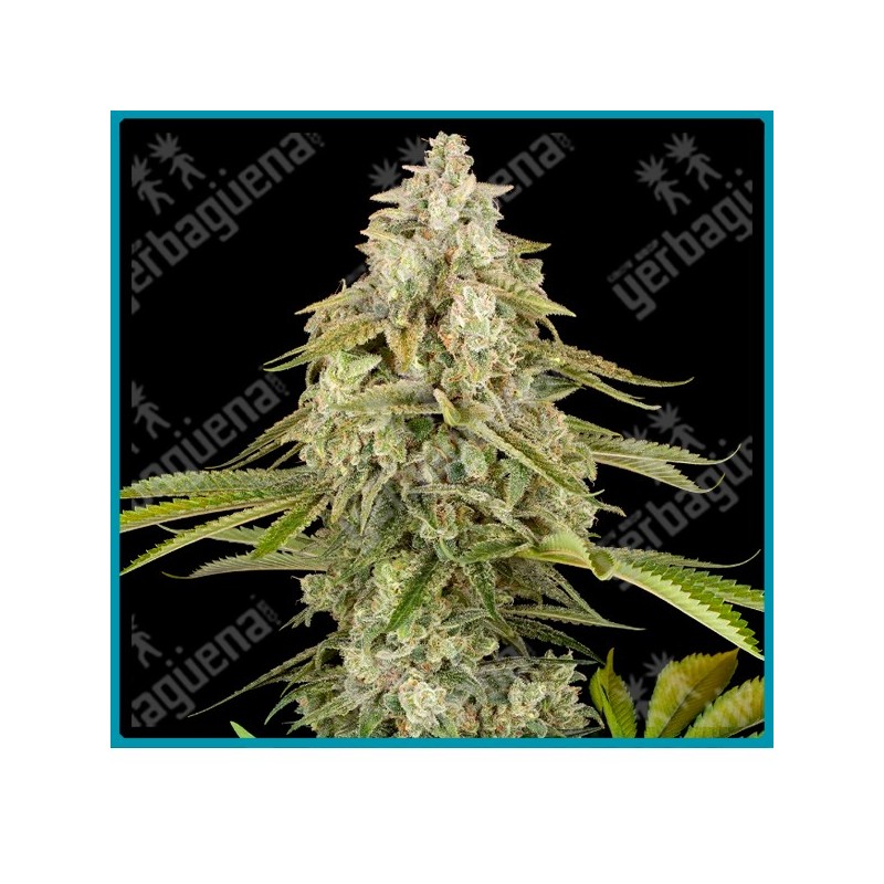 Tangie Jungle Juice ( Mandarin Punch x Screwdriver OG ) de Sensi seeds