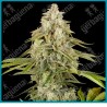 Tangie Jungle Juice ( Mandarin Punch x Screwdriver OG ) de Sensi seeds
