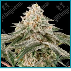 Black Lily ( Adios MF x Vlad the Inhaler ) de Sensi seeds