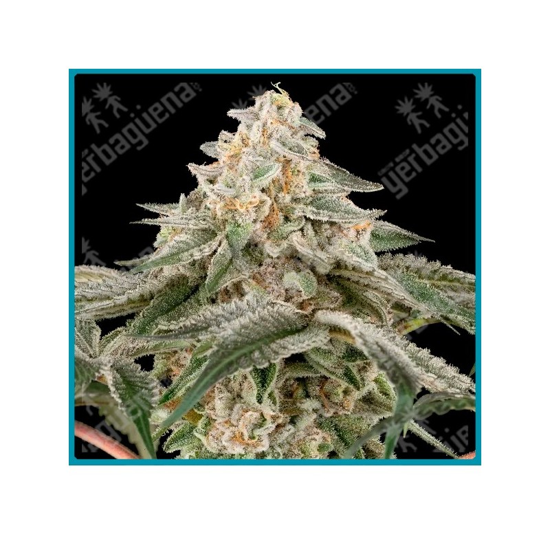 Black Lily ( Adios MF x Vlad the Inhaler ) de Sensi seeds