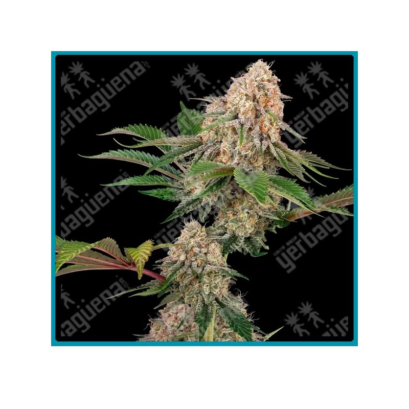 Sticky Berry Mints XXL ( Emergen-C x Sticky Orange XXL ) de Sensi seeds