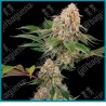 Sticky Berry Mints XXL ( Emergen-C x Sticky Orange XXL ) de Sensi seeds