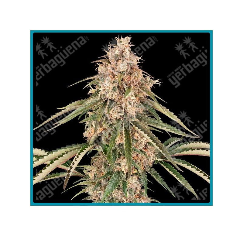 Garlic Gas ( (Garlic Bud x Papaya) x Original Sour Diesel BX ) de Sensi seeds
