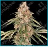 Garlic Gas ( (Garlic Bud x Papaya) x Original Sour Diesel BX ) de Sensi seeds
