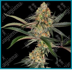 Super Lemon Cherry ( Lemon Cherry Gelato x Super Skunk ) de Sensi seeds