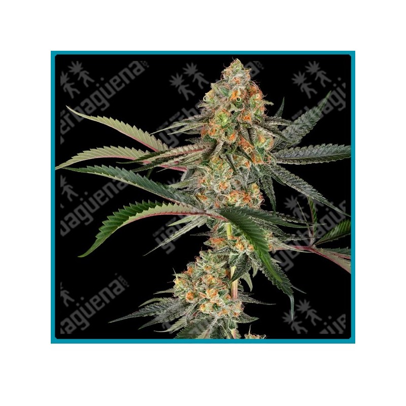Super Lemon Cherry ( Lemon Cherry Gelato x Super Skunk ) de Sensi seeds