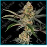Super Lemon Cherry ( Lemon Cherry Gelato x Super Skunk ) de Sensi seeds