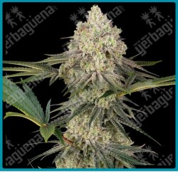 Triple Mints XXL (Girl Scout cookies (Thin Mint) x Garlic Bud (Nevil's)) x Animal Mints x Kush Mints) de Sensi seeds
