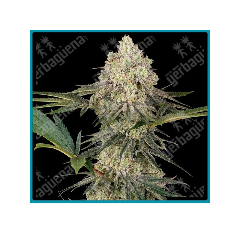Triple Mints XXL (Girl Scout cookies (Thin Mint) x Garlic Bud (Nevil's)) x Animal Mints x Kush Mints) de Sensi seeds