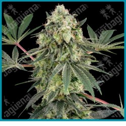 Acai Bacio ( Acai Berry x Hawaiian Hybrid #2 ) de White label