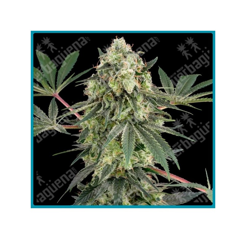 Acai Bacio ( Acai Berry x Hawaiian Hybrid #2 ) de White label