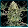 Acai Bacio ( Acai Berry x Hawaiian Hybrid #2 ) de White label