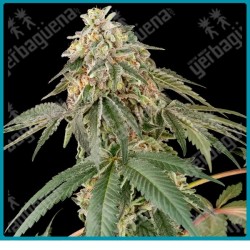 Papaya roll ( Papaya Fuel x Jack Herer ) de White label seeds
