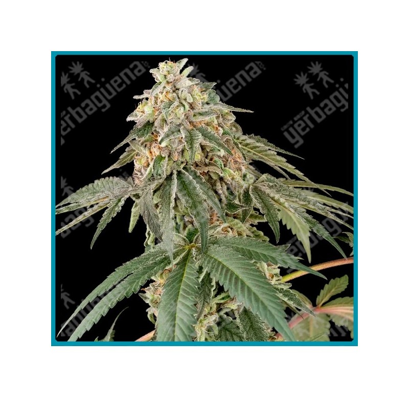 Papaya roll ( Papaya Fuel x Jack Herer ) de White label seeds