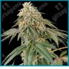 Papaya roll ( Papaya Fuel x Jack Herer ) de White label seeds