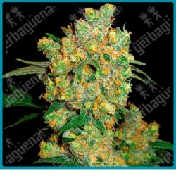 Big bud ( Big bud original x Northern lights x Skunk #1 ) de Sensi seeds