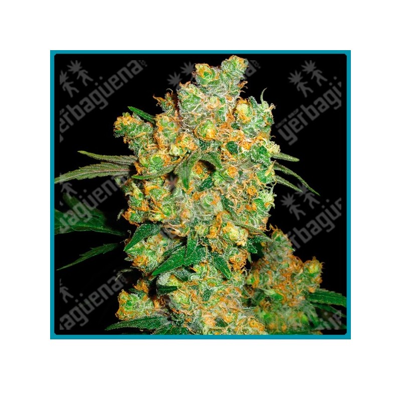 Big bud ( Big bud original x Northern lights x Skunk #1 ) de Sensi seeds