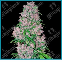 Purple bud ( Afghan-Jamaican x doble Kush ) de White label seeds