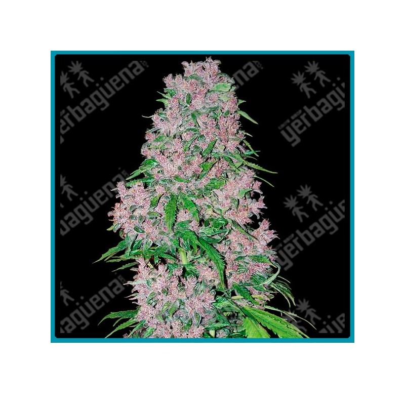 Purple bud ( Afghan-Jamaican x doble Kush ) de White label seeds