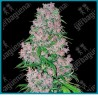 Purple bud ( Afghan-Jamaican x doble Kush ) de White label seeds