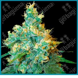 Jack herer de Sensi seeds