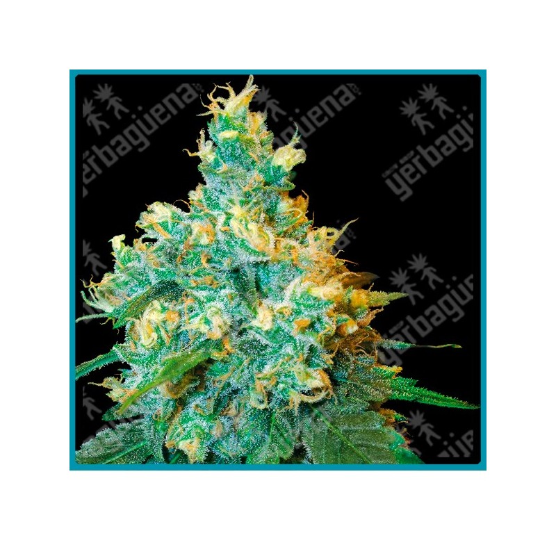 Jack herer de Sensi seeds