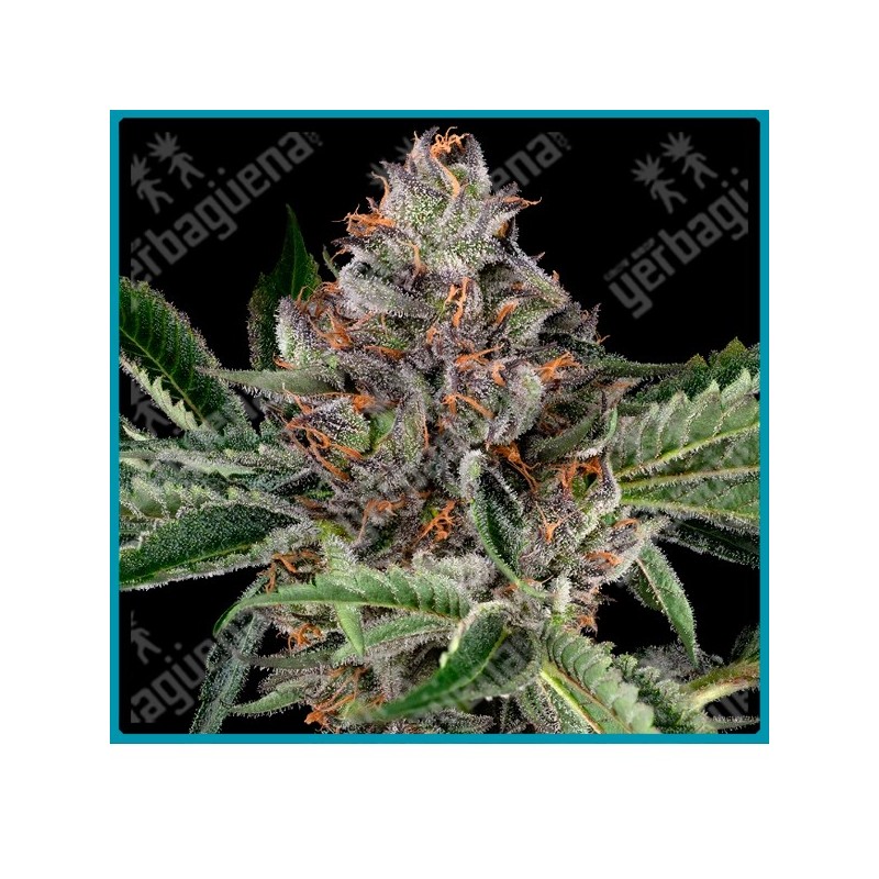 Papaya jealousy ( Jealousy x Papaya ) de Sensi seeds
