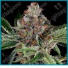 Papaya jealousy ( Jealousy x Papaya ) de Sensi seeds