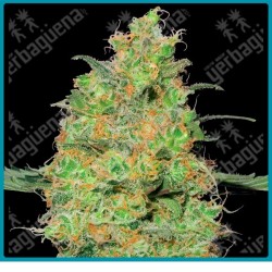 Master kush de White label