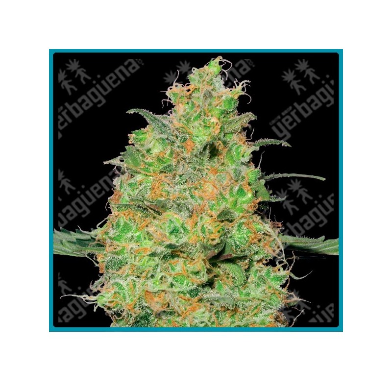 Master kush de White label