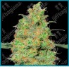 Master kush de White label