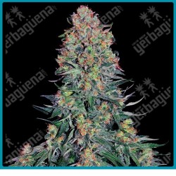 Blue skunk ( Blueberry x Shiva Skunk x Hindu Kush ) de Sensi seeds