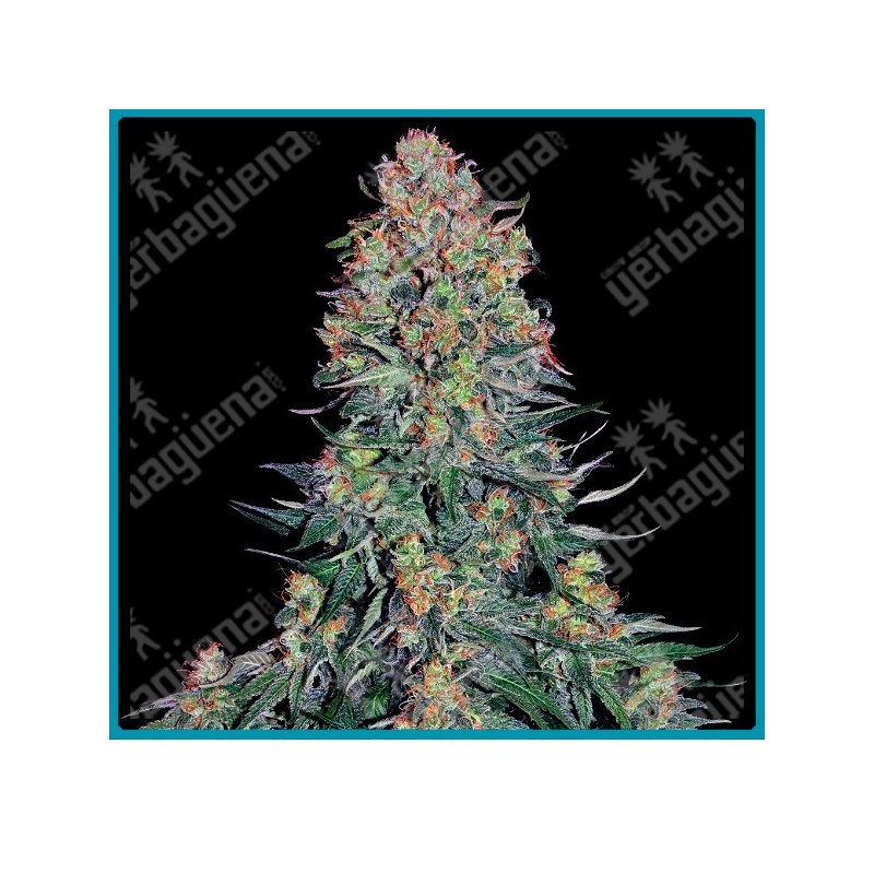 Blue skunk ( Blueberry x Shiva Skunk x Hindu Kush ) de Sensi seeds
