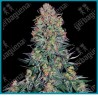 Blue skunk ( Blueberry x Shiva Skunk x Hindu Kush ) de Sensi seeds