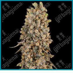 Atomic blue dream ( Chernobyl x Blue Dream ) de Sensi seeds