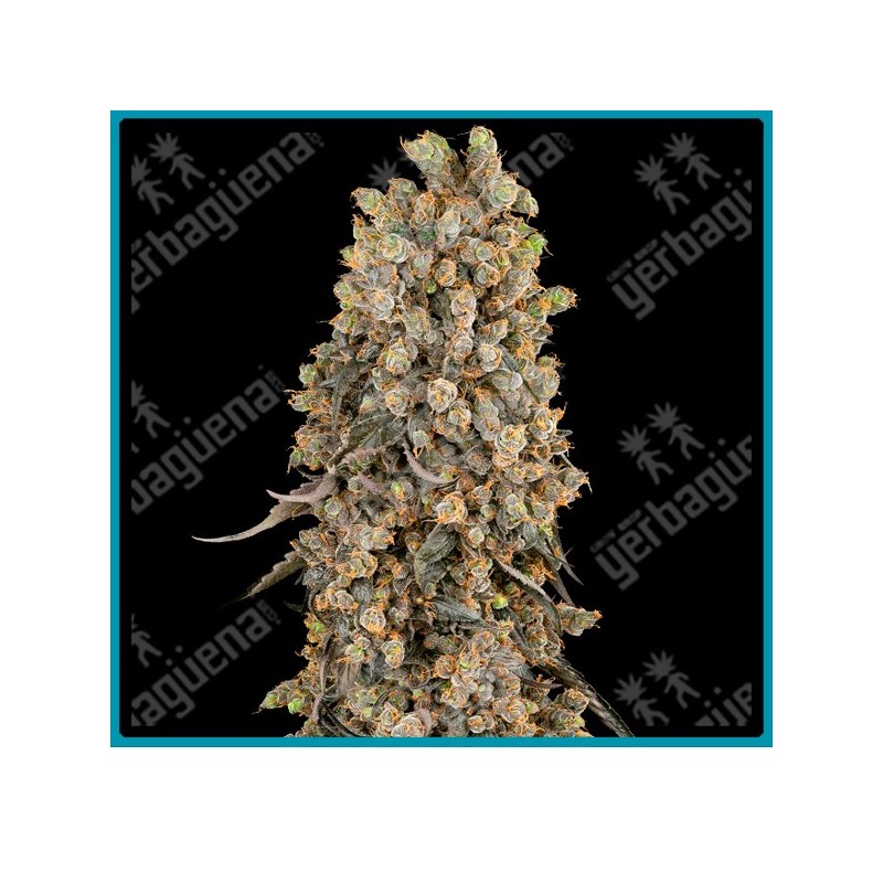 Atomic blue dream ( Chernobyl x Blue Dream ) de Sensi seeds