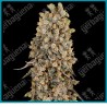 Atomic blue dream ( Chernobyl x Blue Dream ) de Sensi seeds