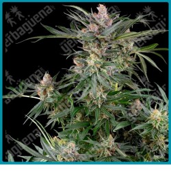 Dosimosa ( Dosidos x Mimosa ) de Sensi seeds