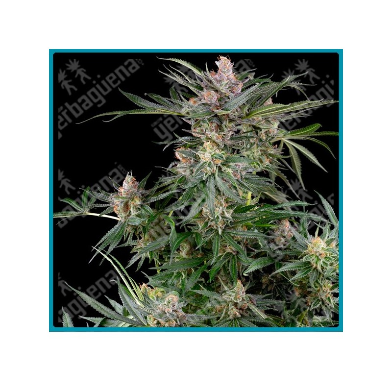 Dosimosa ( Dosidos x Mimosa ) de Sensi seeds