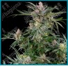 Dosimosa ( Dosidos x Mimosa ) de Sensi seeds
