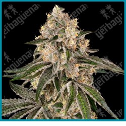 Sunset peach ( RS11 x Peach tree ) de Sensi seeds