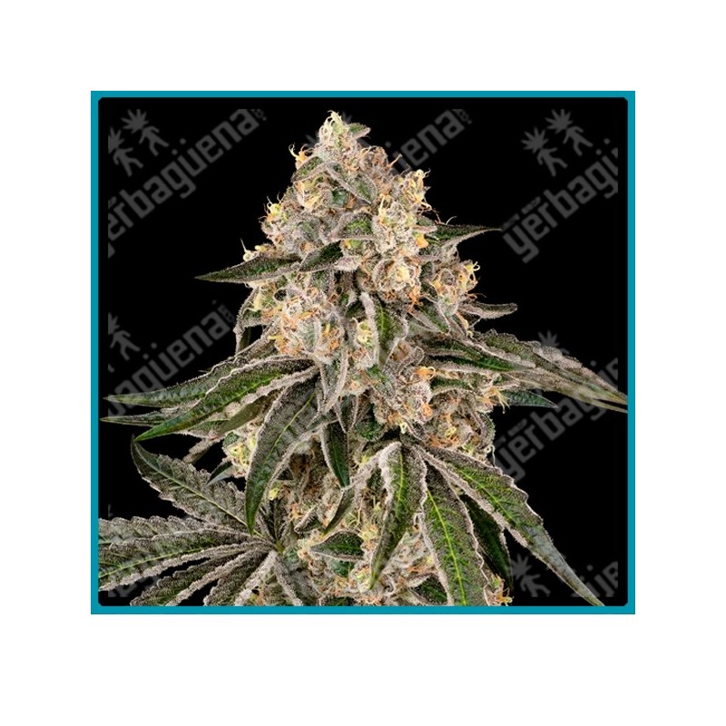 Sunset peach ( RS11 x Peach tree ) de Sensi seeds
