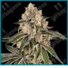 Sunset peach ( RS11 x Peach tree ) de Sensi seeds